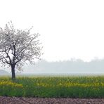 Frühling im Märkgräflerland