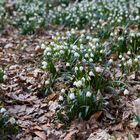 Frühling im Märzenbechertal bei Landgrafroda - Stadt Querfurt