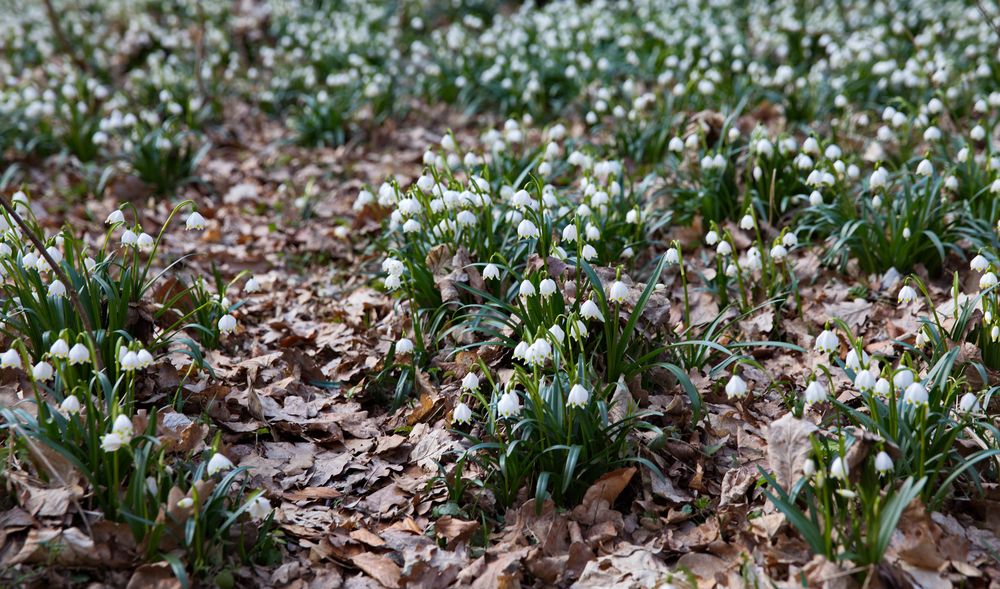 Frühling im Märzenbechertal bei Landgrafroda - Stadt Querfurt