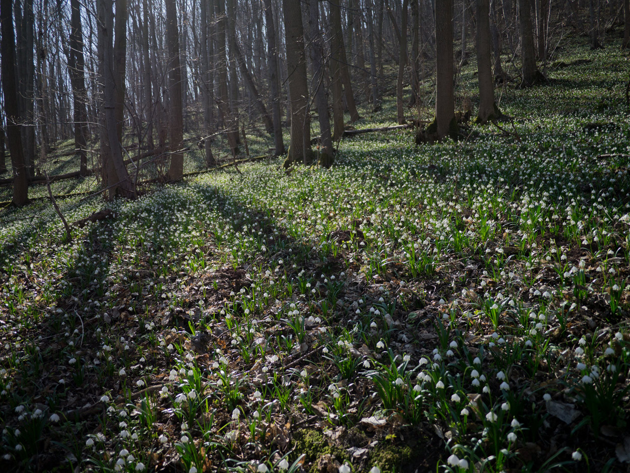 Frühling im Märzenbecherwald