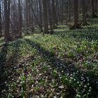 Frühling im Märzenbecherwald