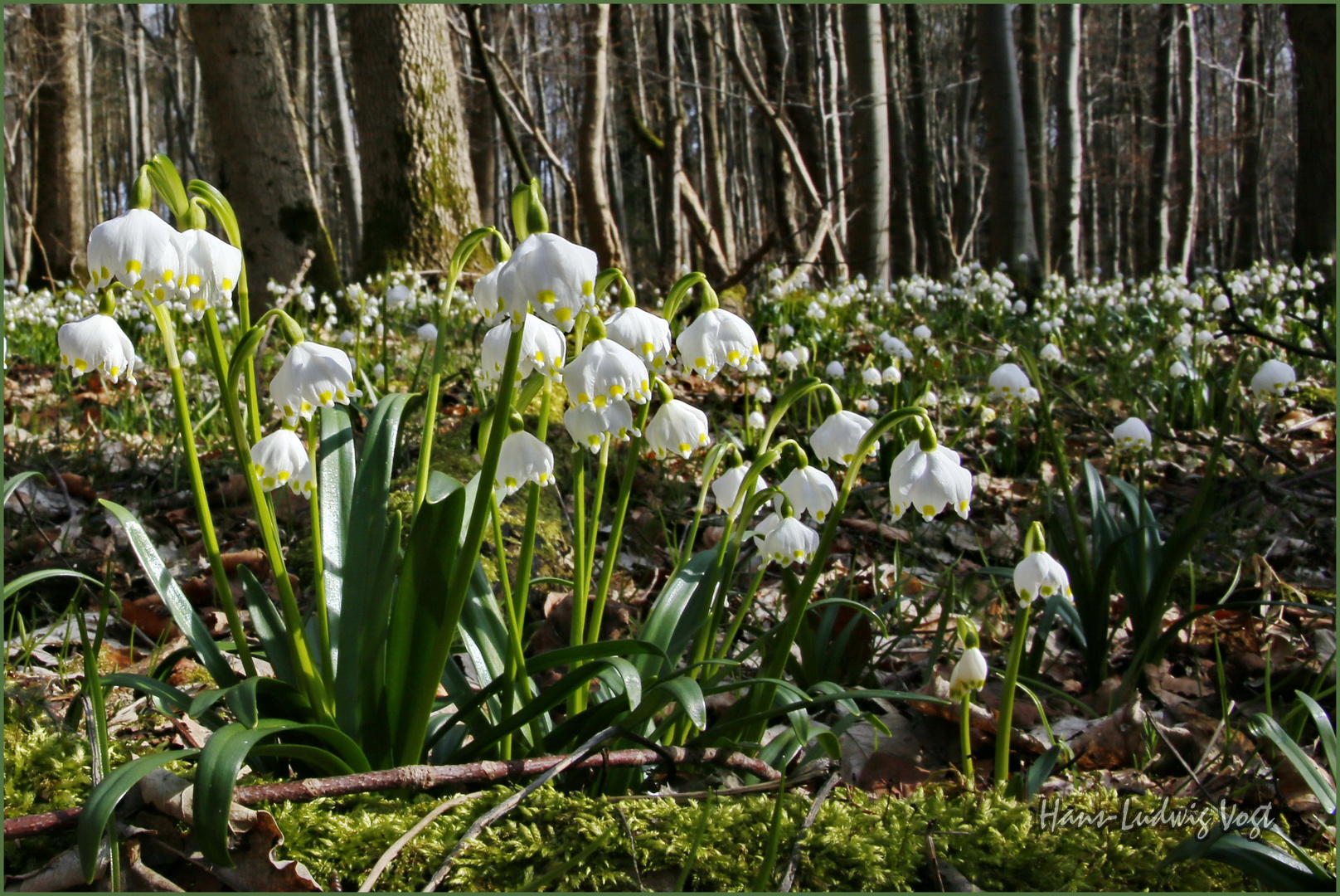 Frühling im Märzenbecherwald