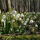 Frühling im Märzenbecherwald