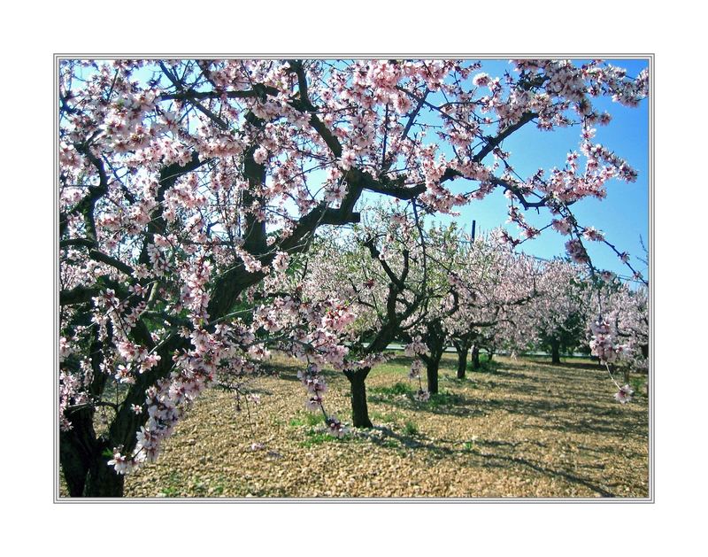 Frühling im Mandelhain