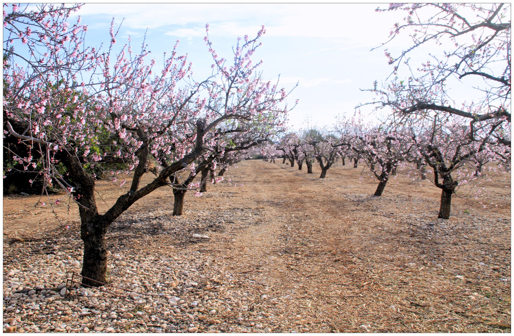 Frühling im Mandelhain