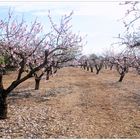 Frühling im Mandelhain