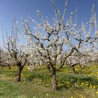 Frühling im Markgräfler Land