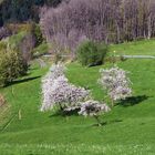 Frühling im Markgräflerland