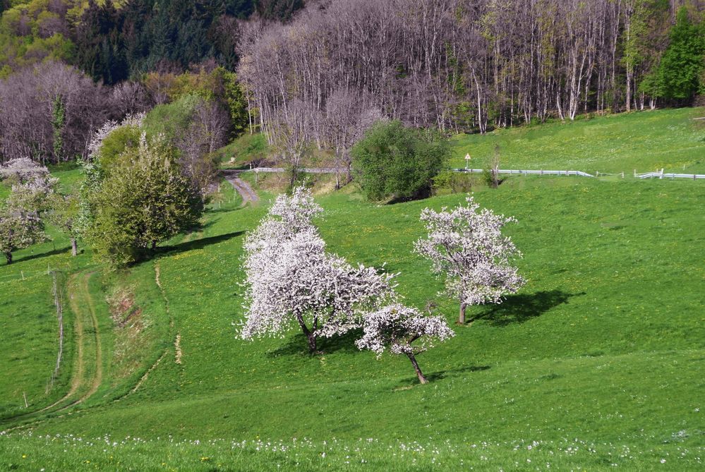 Frühling im Markgräflerland