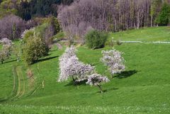 Frühling im Markgräflerland