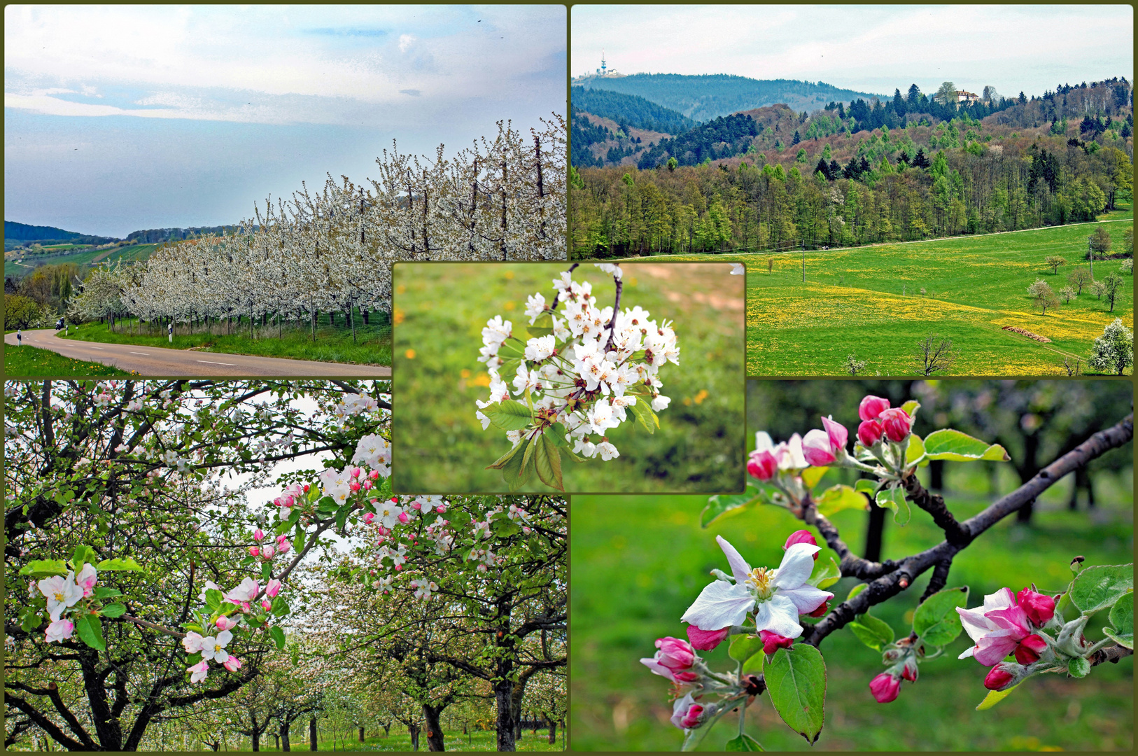 Frühling im Markgräflerland