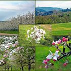 Frühling im Markgräflerland