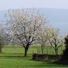 Frühling im Markgräflerland II