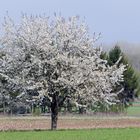 Frühling im Markgräflerland III