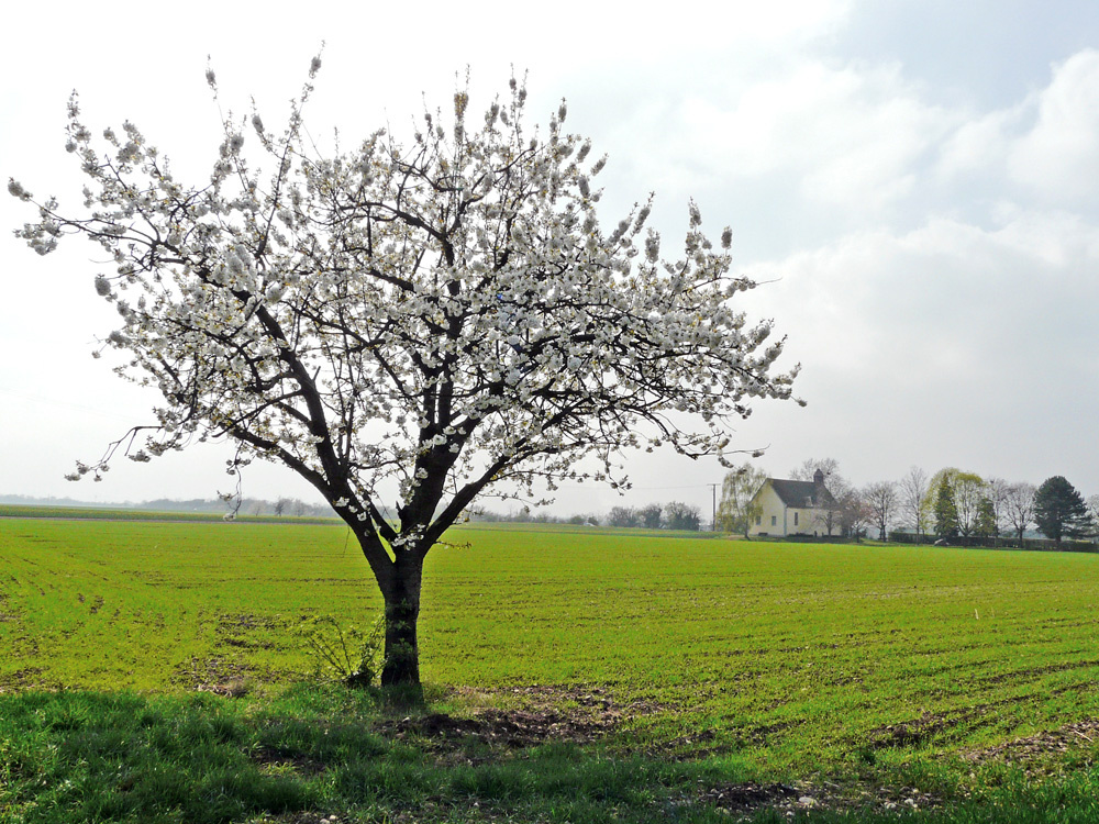 Frühling im Markgräflerland IV