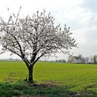 Frühling im Markgräflerland IV