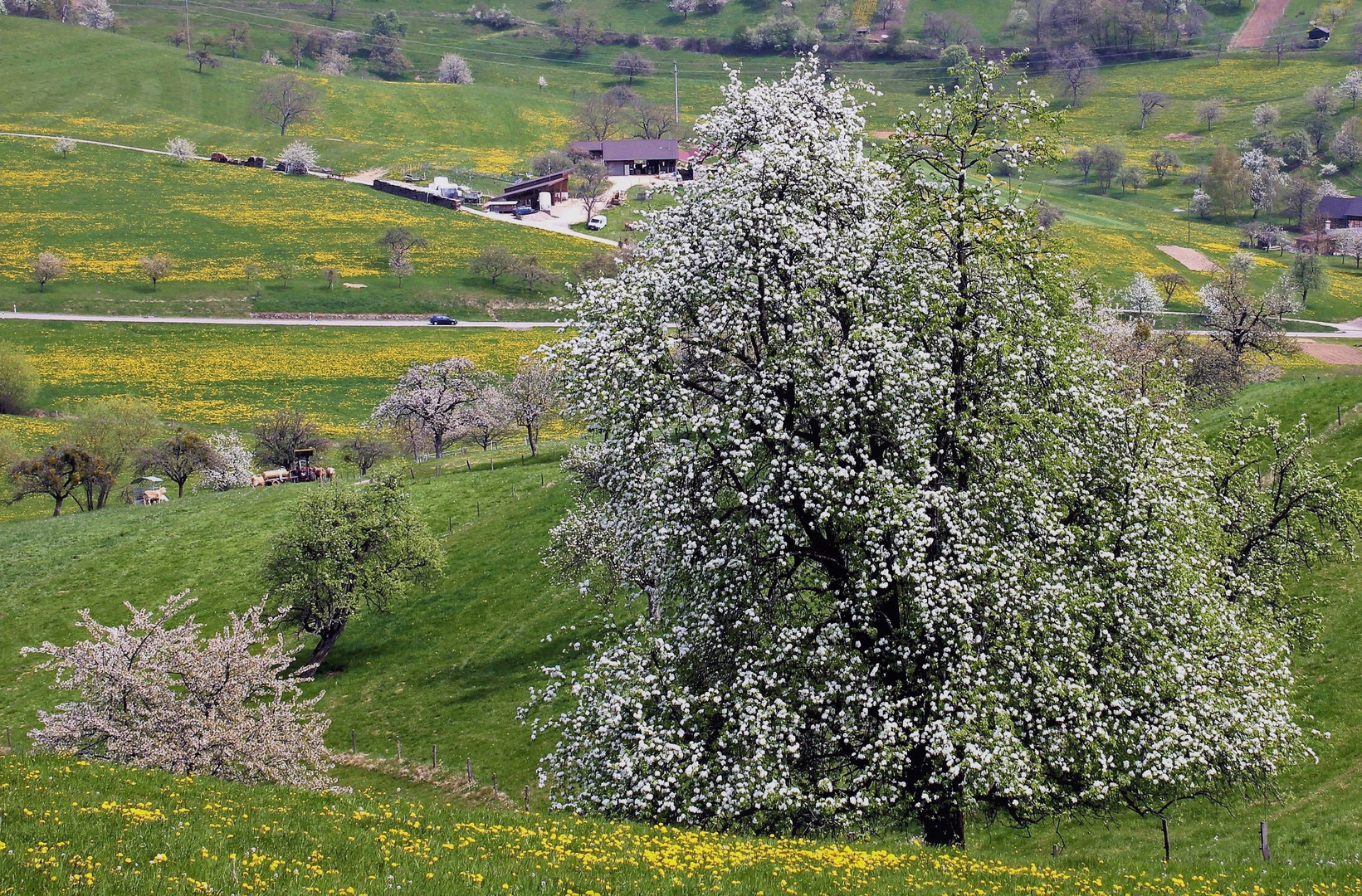 Frühling im Markrgräfler Land