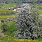 Frühling im Markrgräfler Land