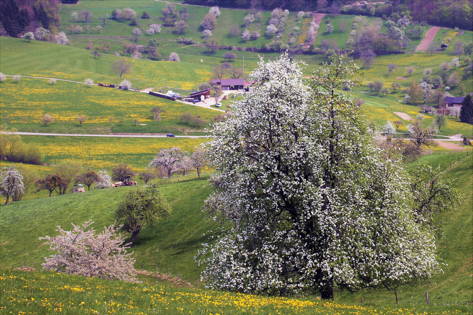 Frühling im Marktgräfler Land 1