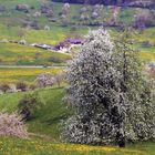 Frühling im Marktgräfler Land 1