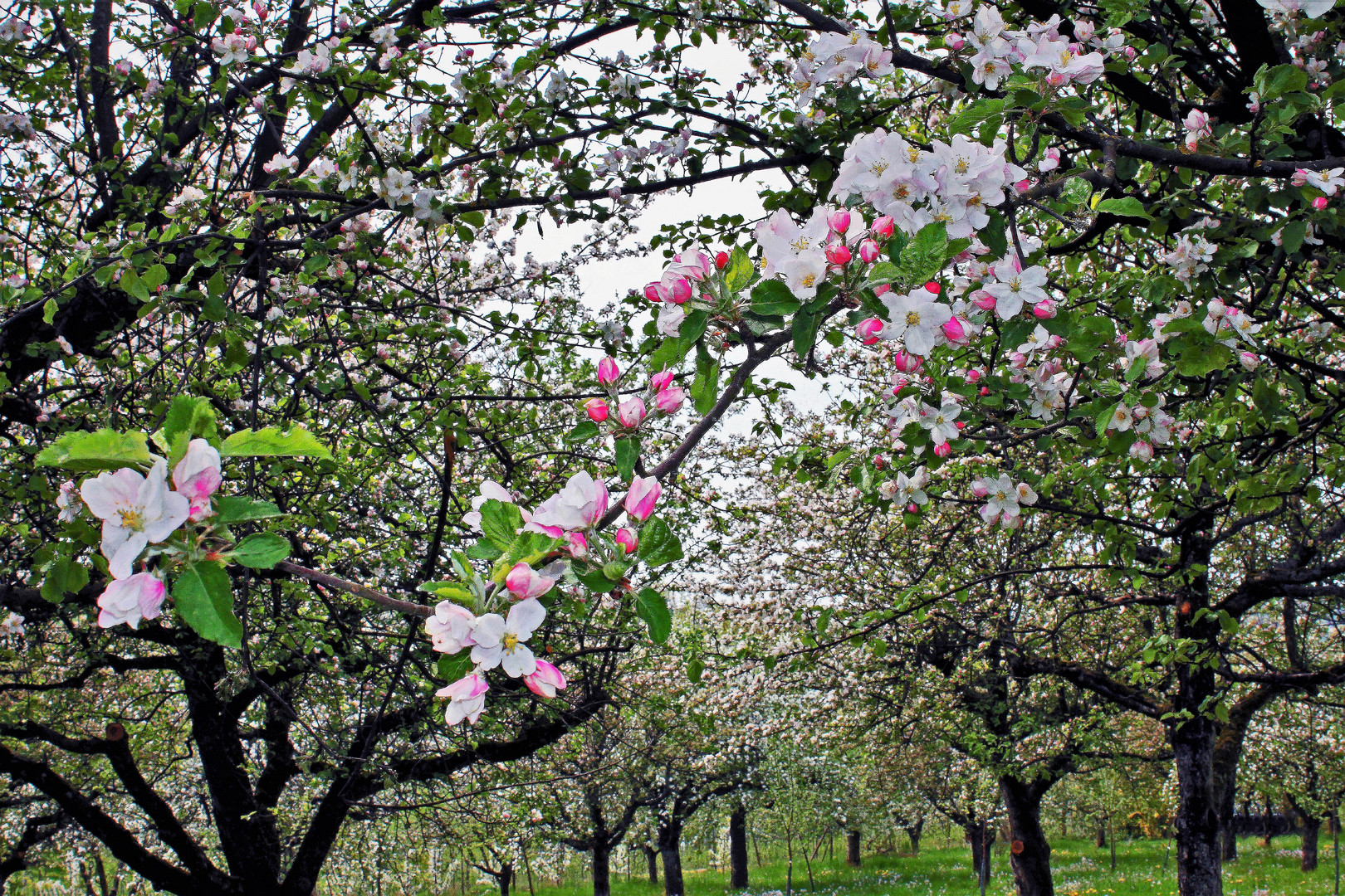 Frühling im Marktgräfler Land 2