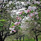 Frühling im Marktgräfler Land 2