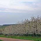 Frühling im Marktgräfler Land 3