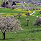 Frühling im Marktgräfler Land