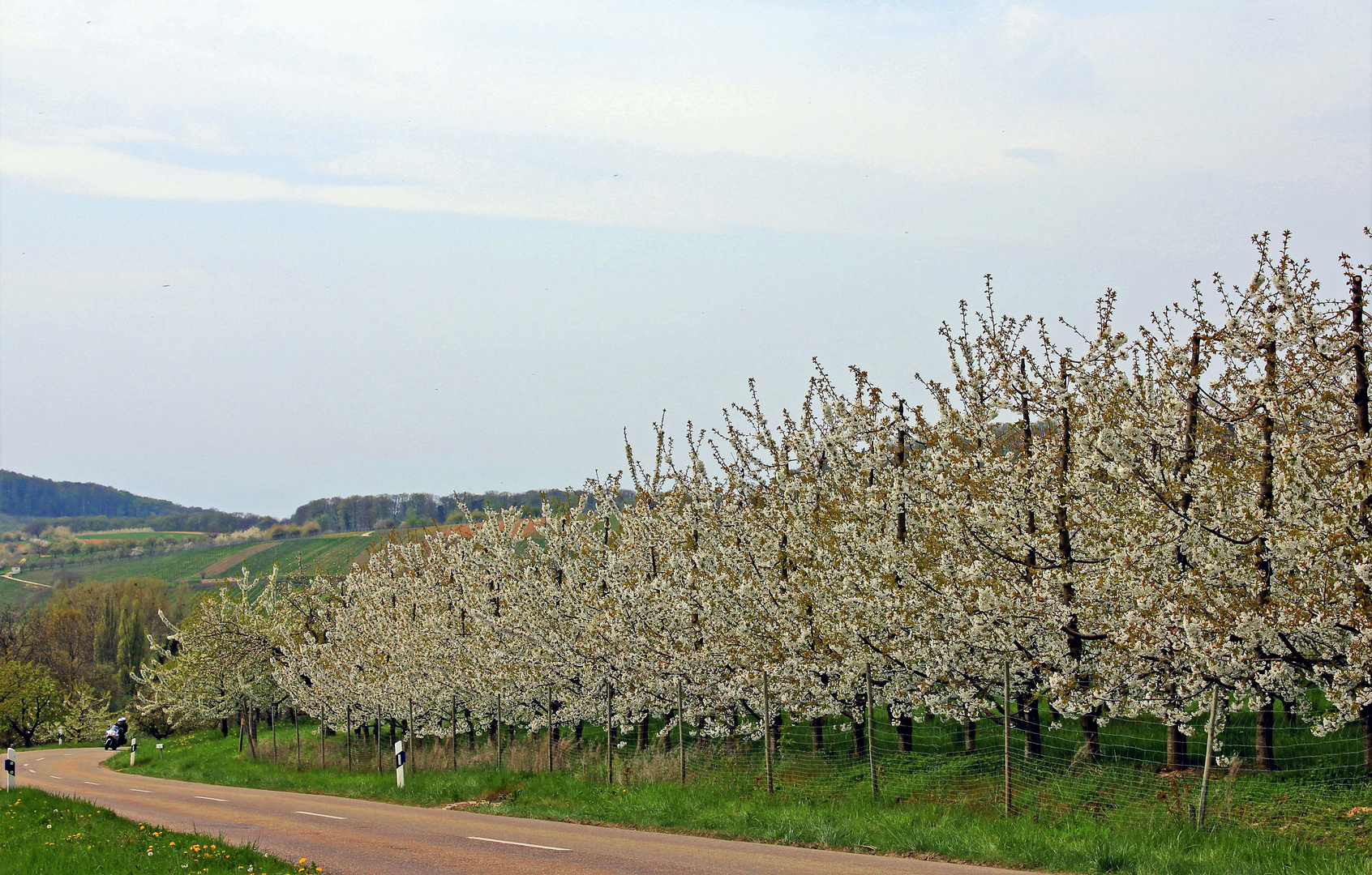 Frühling im Marktgräfler Land