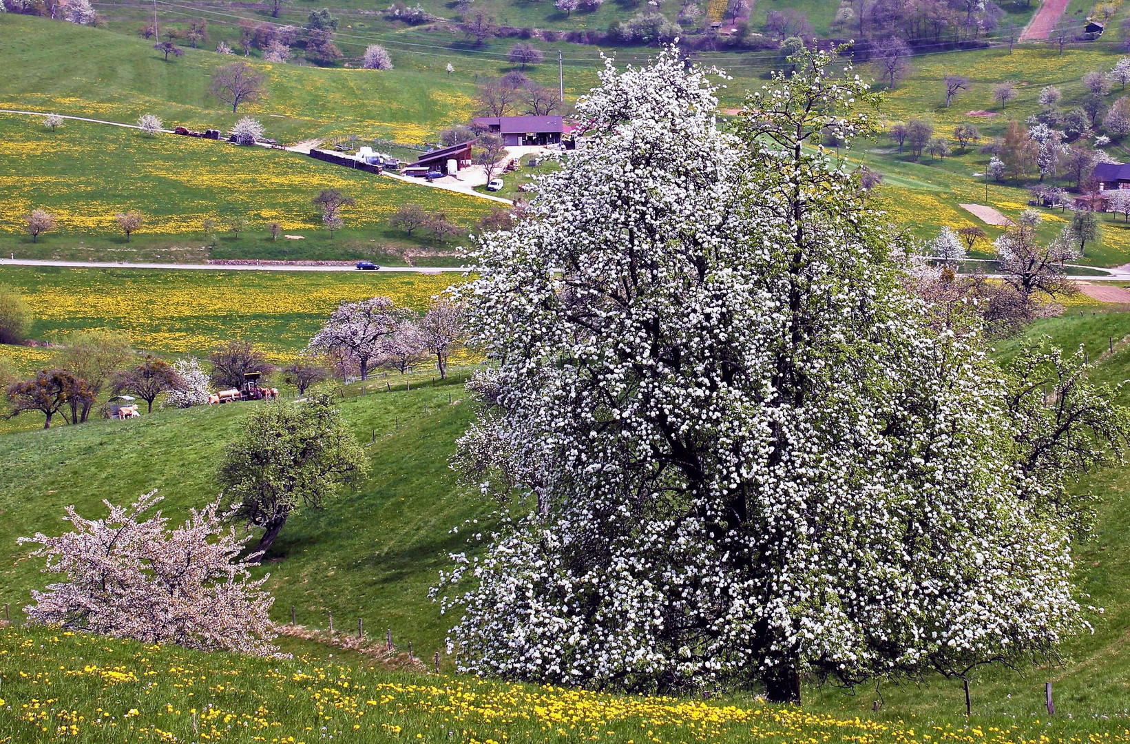 Frühling im Marktgräfler Land