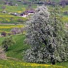 Frühling im Marktgräflerland