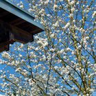 Frühling im Maxipark Hamm NRW 2