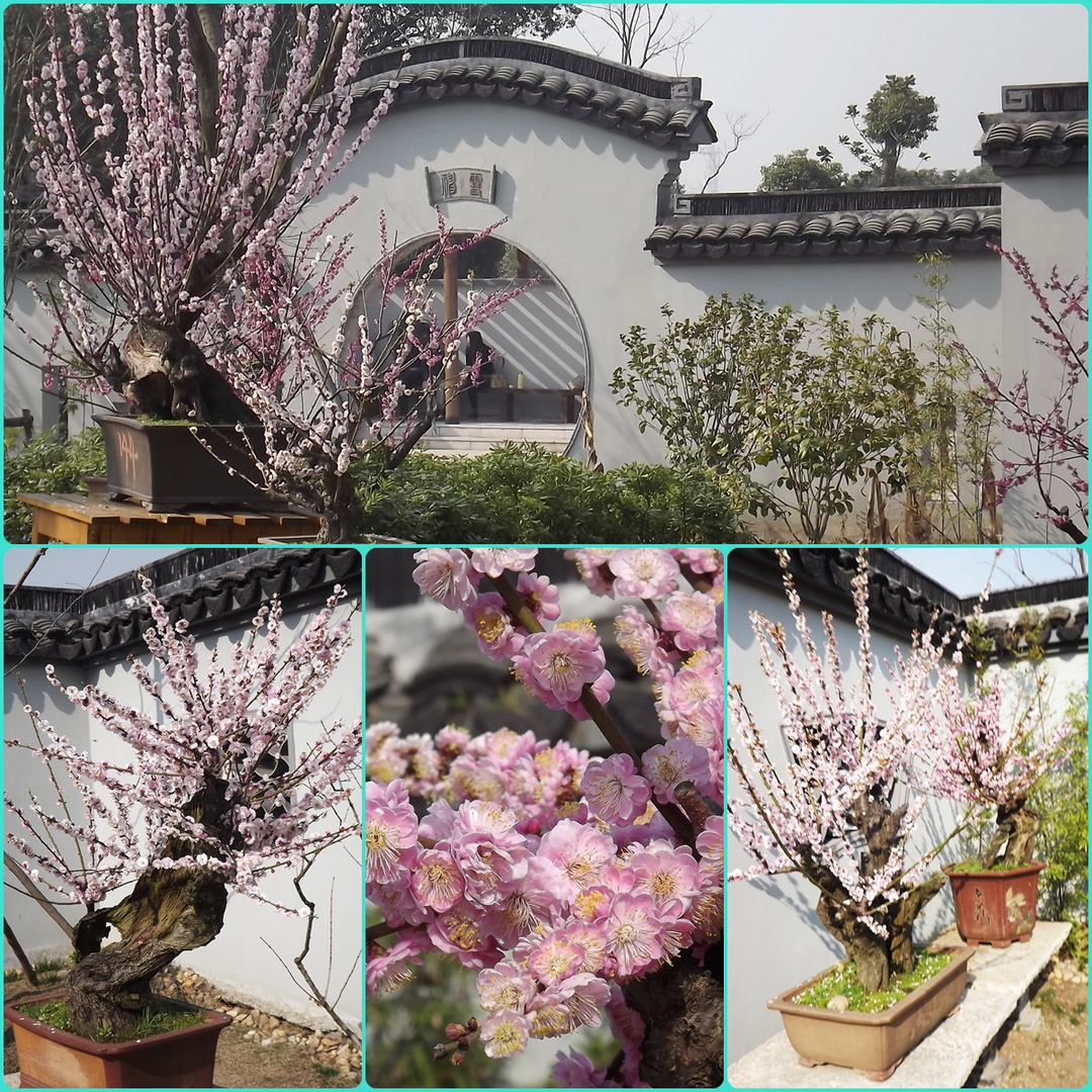 Fruehling im Mei Park von Wu Xi ;