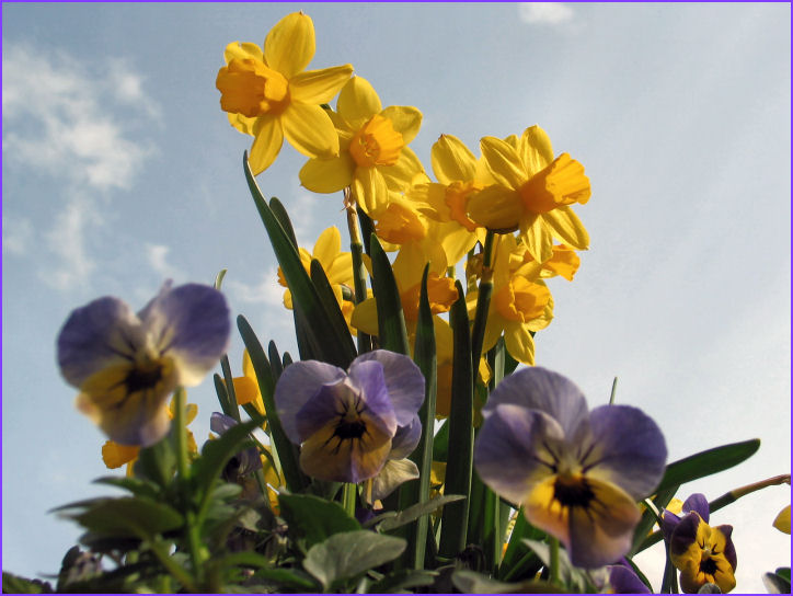 Frühling im meinem Garten