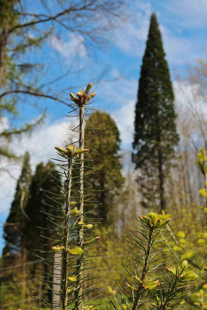 Frühling im Meulenwald 