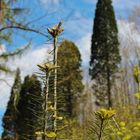 Frühling im Meulenwald 