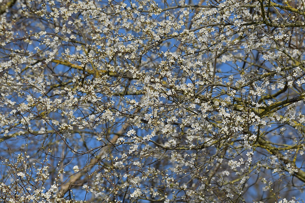 Frühling im Mirabellenbaum