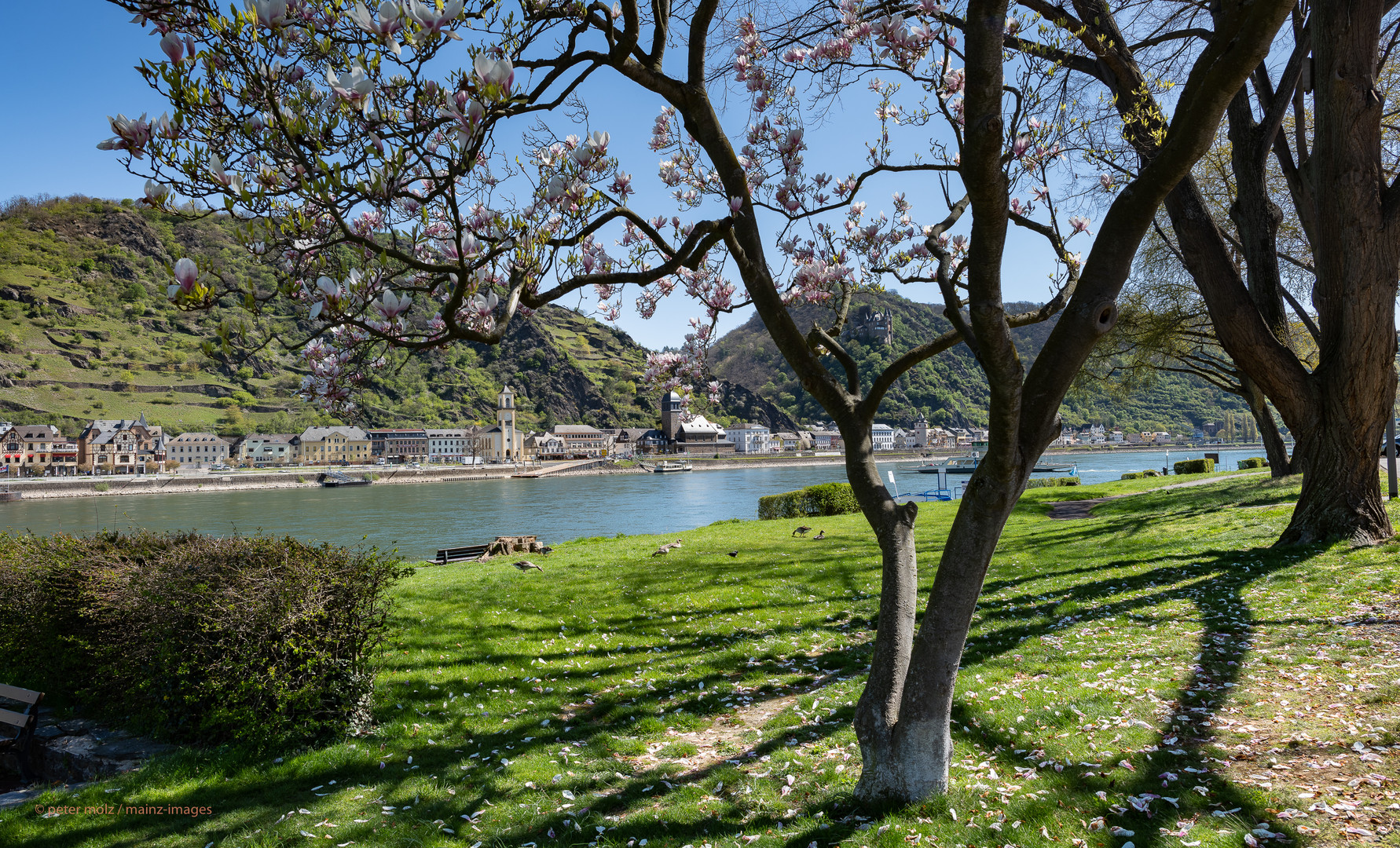 Frühling im Mittelrheintal - Blick von St. Goar nach St. Goarshausen.