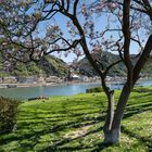 Frühling im Mittelrheintal - Blick von St. Goar nach St. Goarshausen.