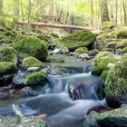 Frühling im Monbachtal