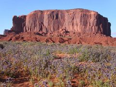 Frühling im Monument Valley