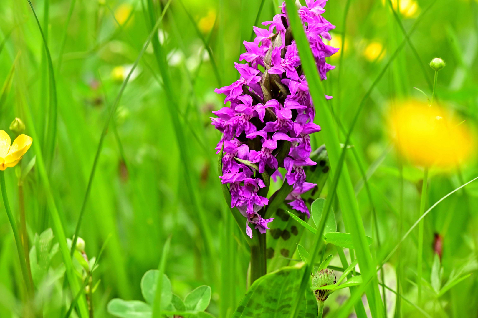 Frühling im Moor