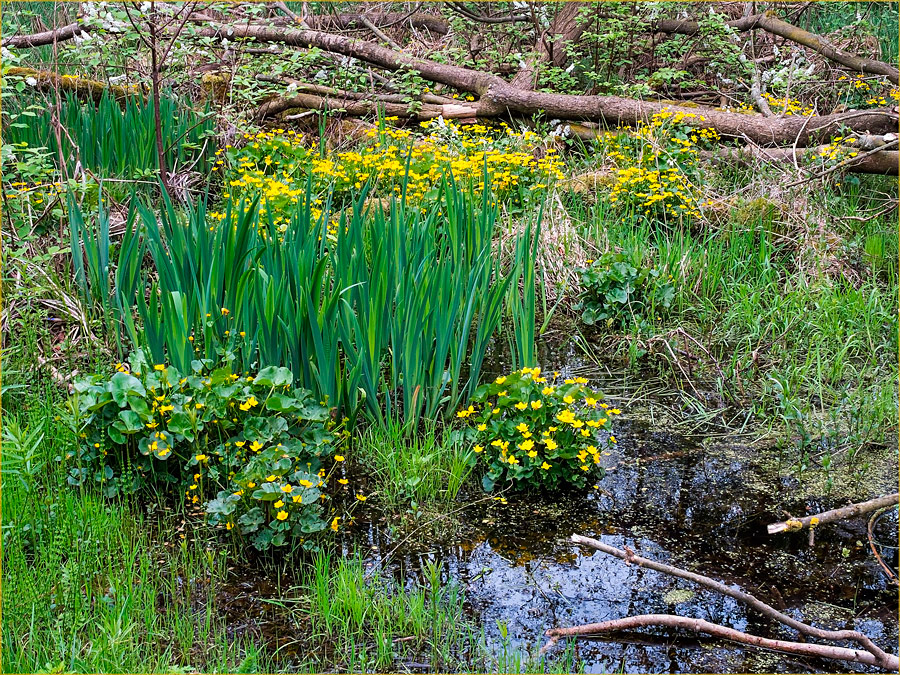 Frühling im Moor