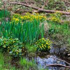 Frühling im Moor