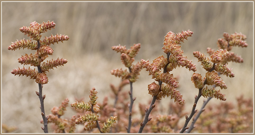 Frühling im Moor