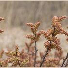 Frühling im Moor