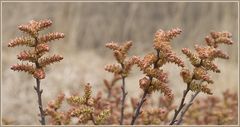 Frühling im Moor