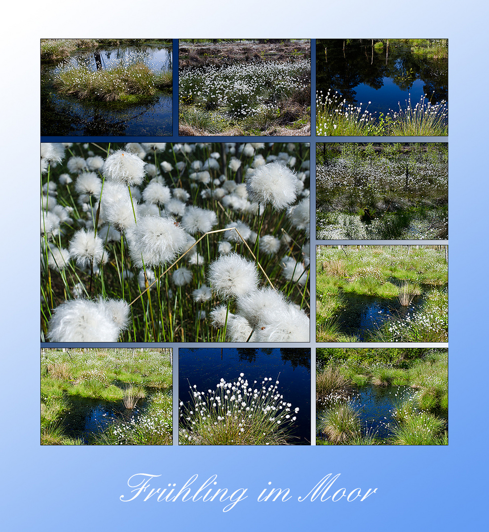 Frühling im Moor 