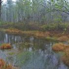 Frühling im Moor  (2)