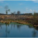 Frühling im Moor